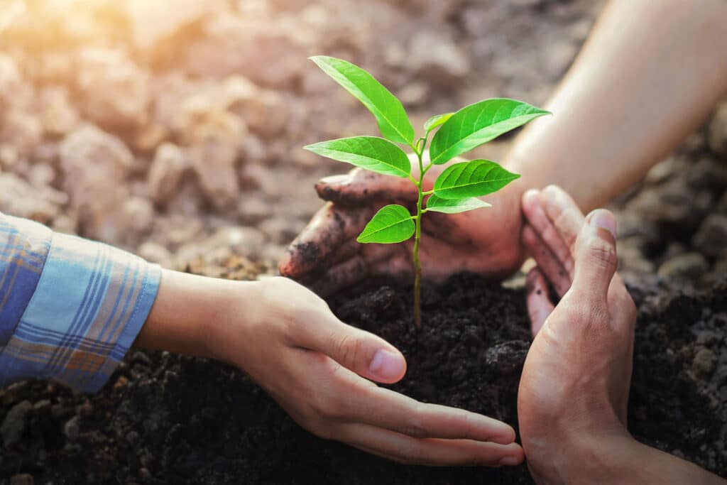 three-hand protection tree planting