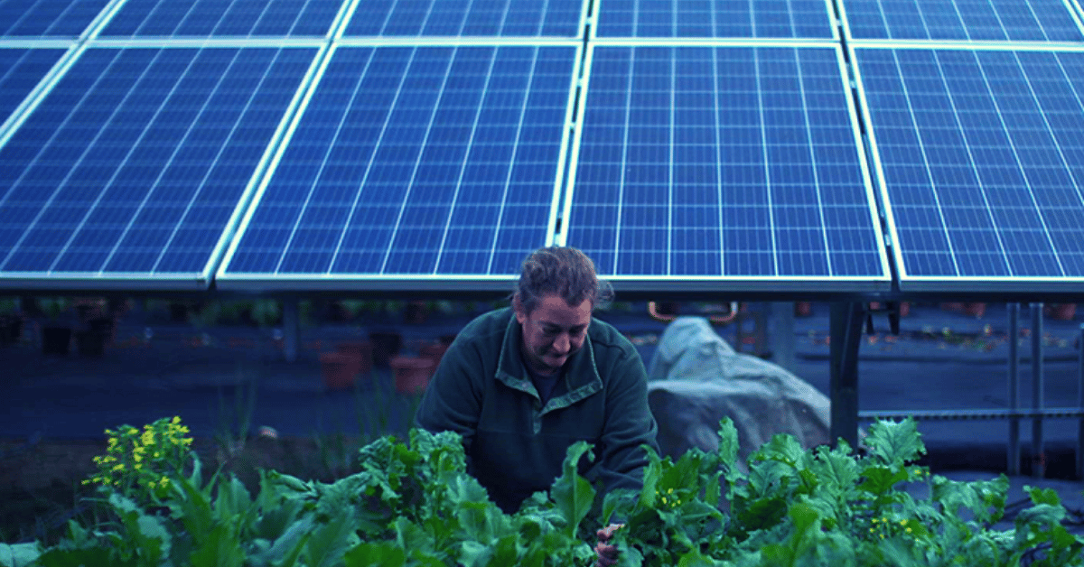 Farmers swap crops for energy as east of England solar farm proposals double