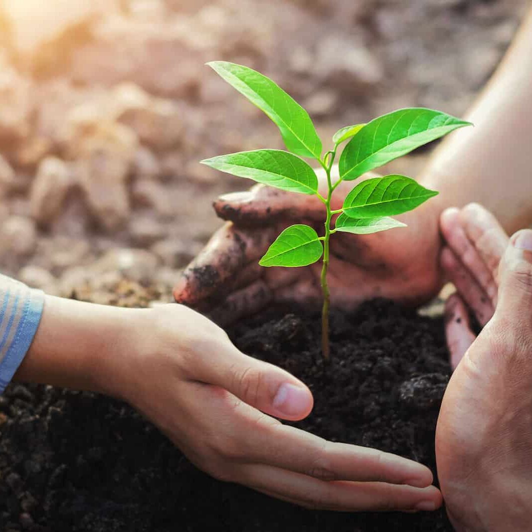 three-hand protection tree planting